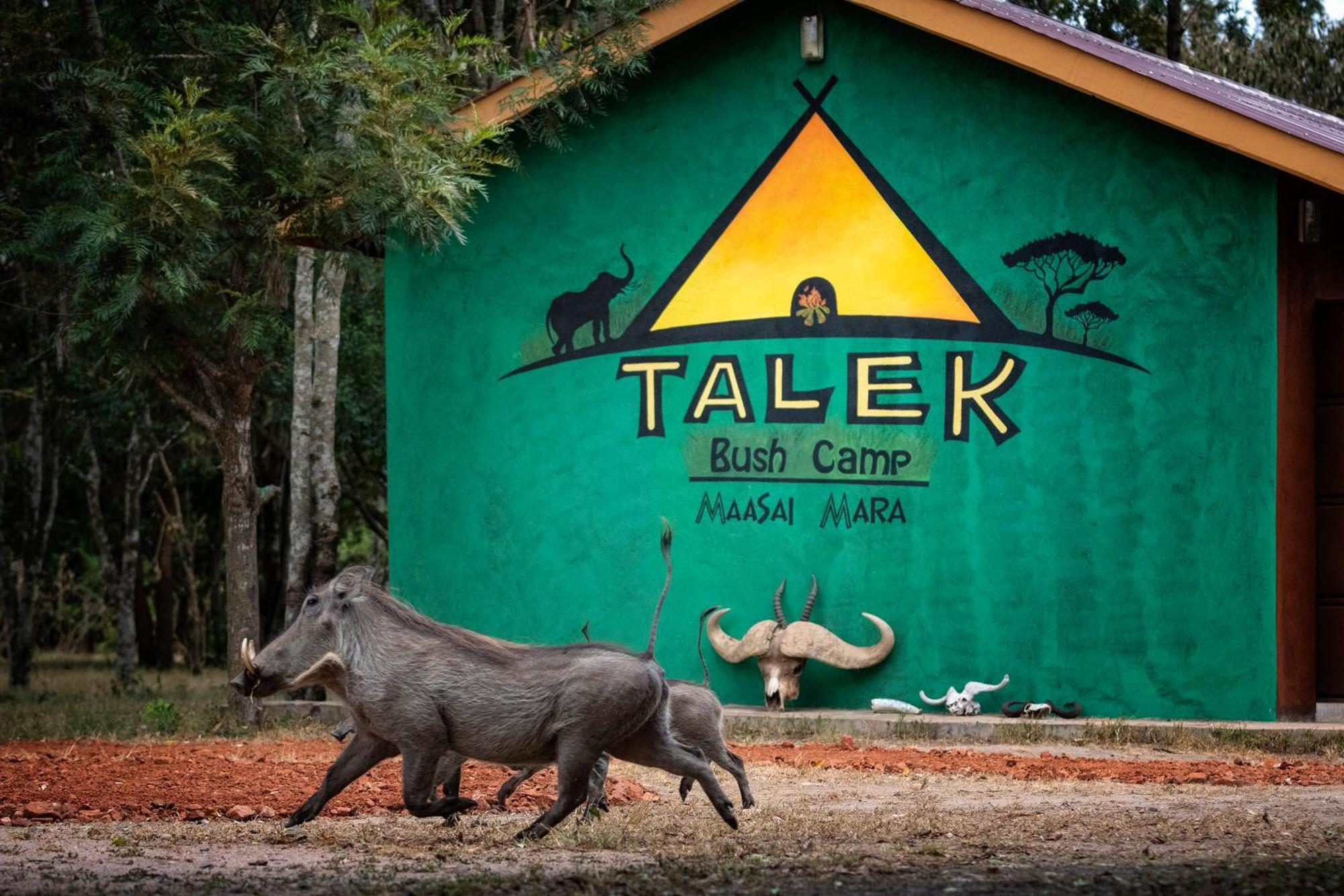 塔乐克丛林露营地，马赛马拉 Talek 外观 照片